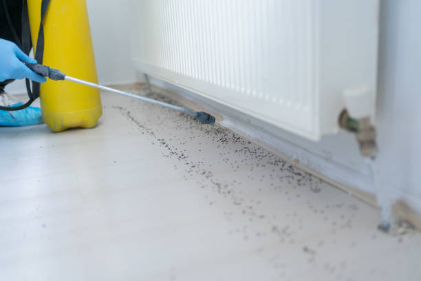 Flea Control Services in Hastings, NE